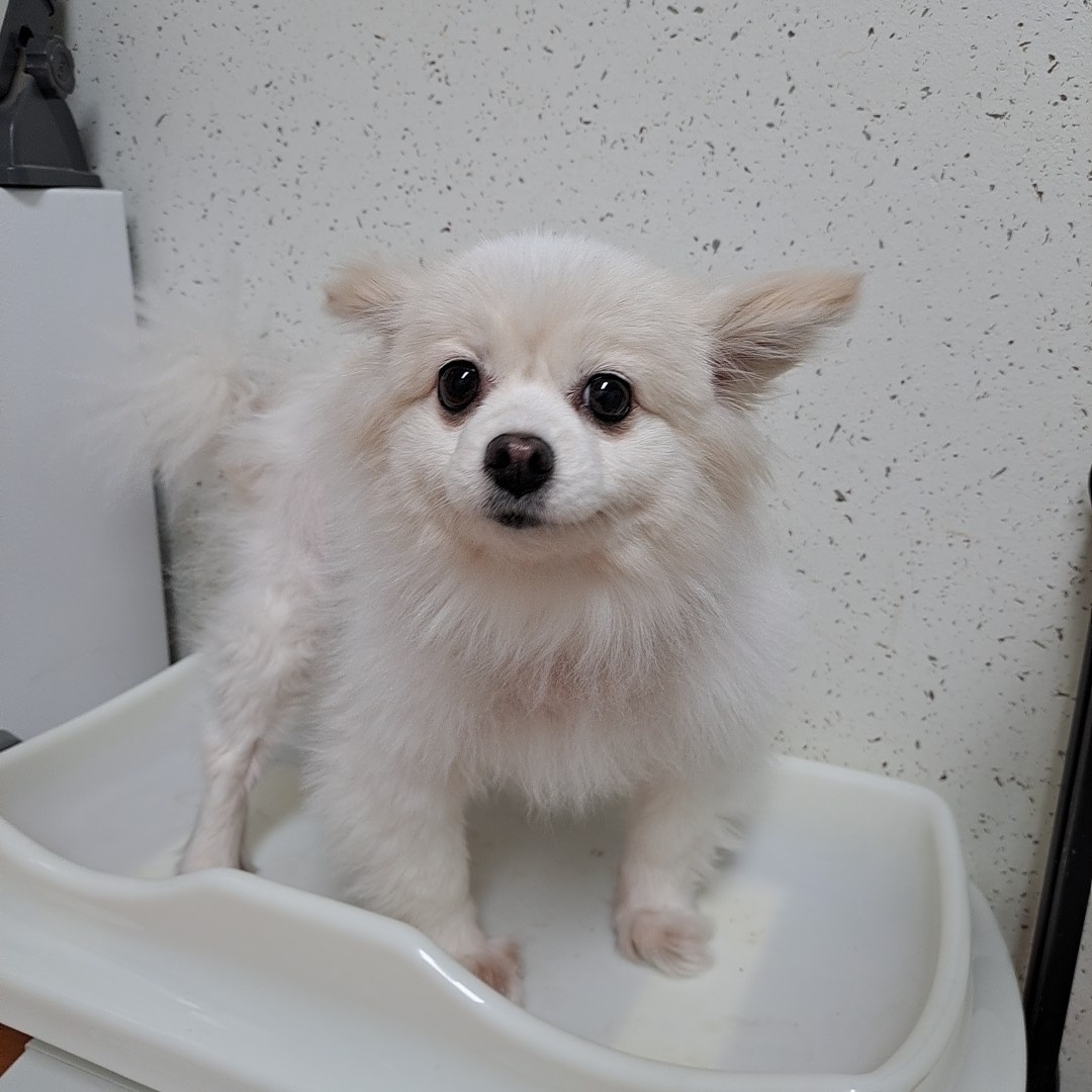 보호중 포메라니안의…